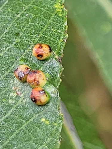 Willow Bead Gall Mite, 9932 BD Delfzijl, Nederland, photo 8 of 10