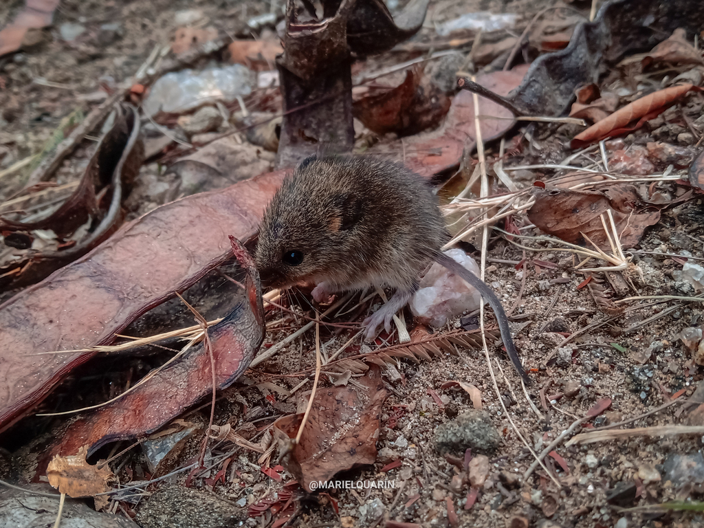 Small Vesper Mouse