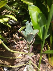 Kalanchoe laetivirens