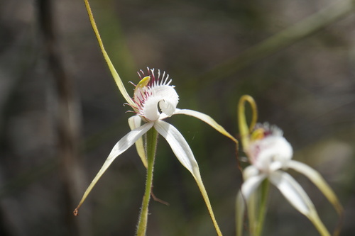 Image of Caladenia speciosa by (c) John Van Den Nouwelant, some rights reserved (CC BY)