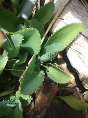 Kalanchoe laetivirens