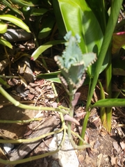 Kalanchoe laetivirens