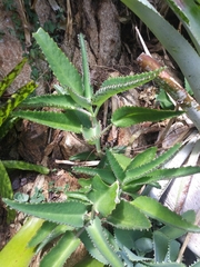 Kalanchoe laetivirens