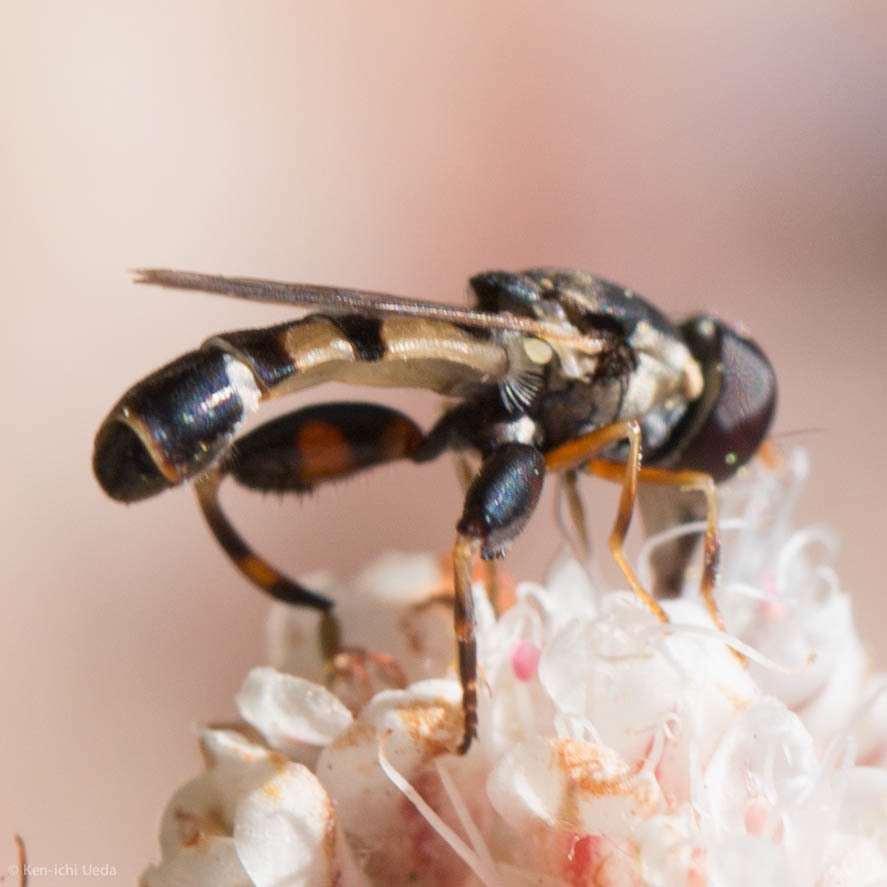 Tropidiina