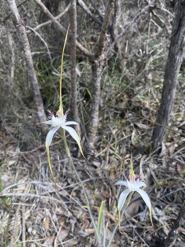 Image of Caladenia speciosa by (c) John Van Den Nouwelant, some rights reserved (CC BY)