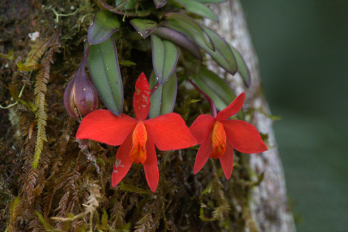 Acuensis Orchid