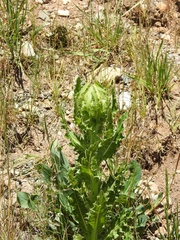 Cirsium scariosum