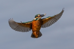 Common Kingfisher photo 4