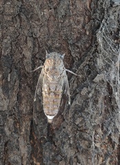 Cicada orni