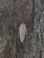 Cicada orni