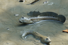 Blue Spotted Mudskipper photo 4