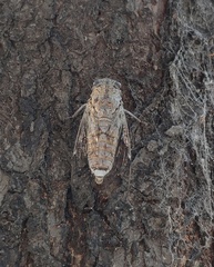 Cicada orni