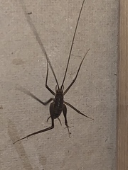 Euhadenoecus puteanus