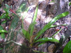 Aechmea tillandsioides