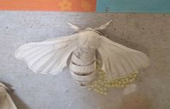 Bombyx mori
