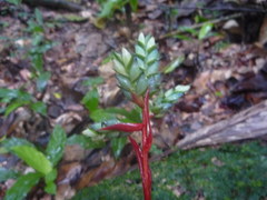 Aechmea tillandsioides