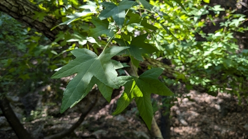 Image of Liquidambar orientalis by (c) Philipp, some rights reserved (CC BY)