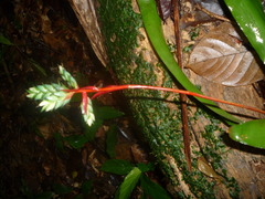 Aechmea tillandsioides