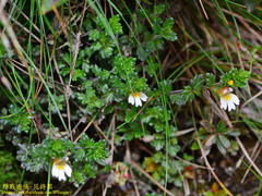 Euphrasia transmorrisonensis