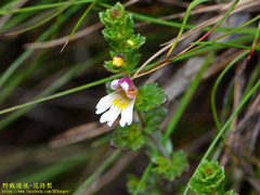 Euphrasia transmorrisonensis