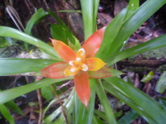 Guzmania lingulata