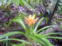 Guzmania lingulata