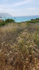 Malacothamnus fasciculatus catalinensis