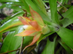 Guzmania lingulata