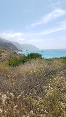 Malacothamnus fasciculatus catalinensis