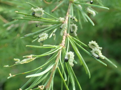 Pristiphora erichsonii