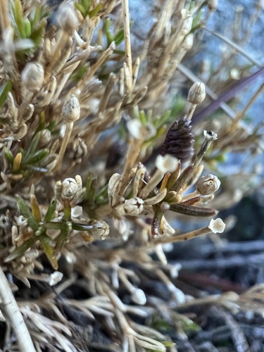 Scleranthus singuliflorus observed 2024-10-09