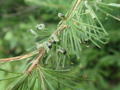 Pristiphora erichsonii