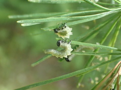 Pristiphora erichsonii