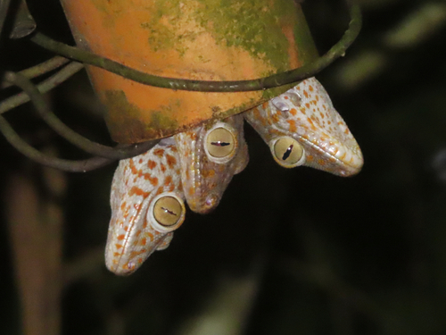 Gecko