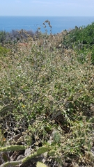 Malacothamnus fasciculatus catalinensis