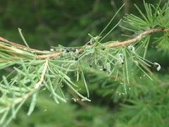 Pristiphora erichsonii