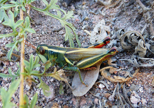 Thomas's Two-striped Grasshopper