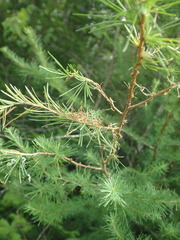 Pristiphora erichsonii