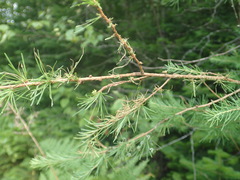 Pristiphora erichsonii