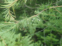 Pristiphora erichsonii