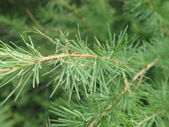 Pristiphora erichsonii