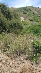 Malacothamnus fasciculatus catalinensis