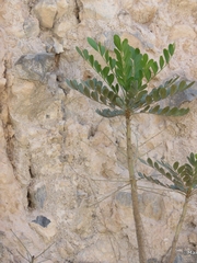 Pseudosmodingium virletii