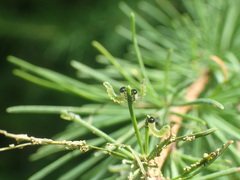 Pristiphora erichsonii