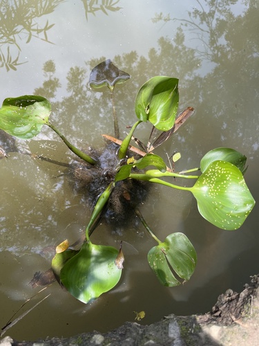 common water hyacinth