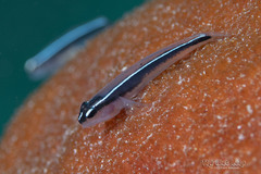 Linesnout Goby photo 1