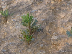 Pseudosmodingium virletii