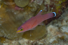 Cave Bass photo 3