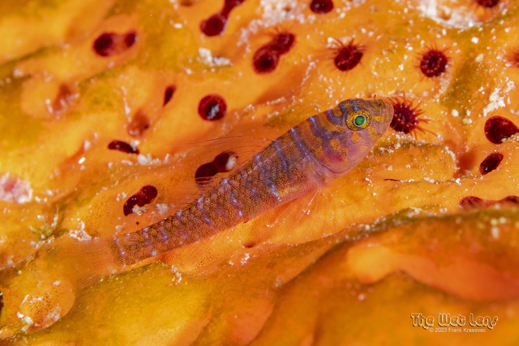 Bluegold Goby