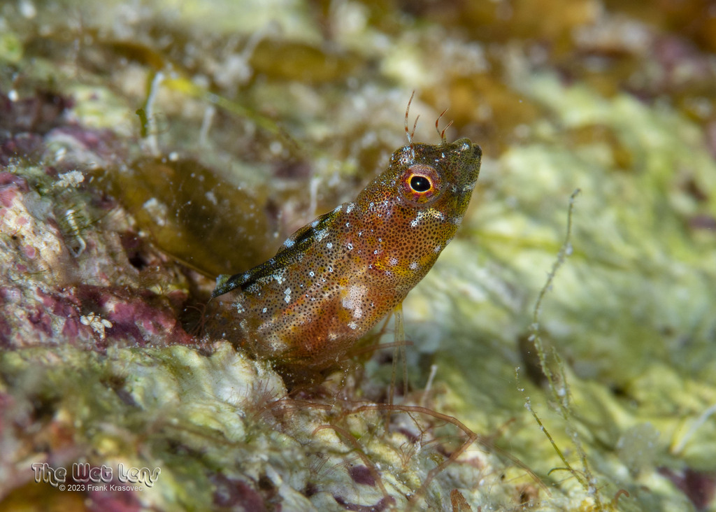 Caribbean blenny (Emblemaria caldwelli) — Chaenopsidae